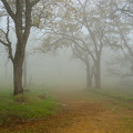 Foggy Path through the Woods