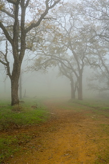 Foggy Path through the Woods