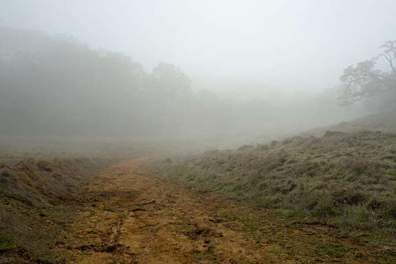 Foggy Meadow